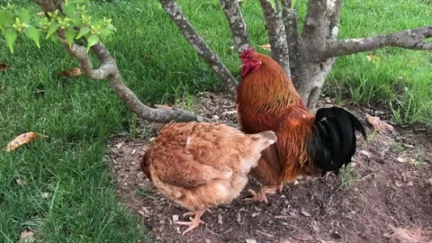 Rustic rooster and hens on a walk on a summer day. Stock Footage 201894073