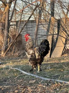 Rustic Rooster in Countryside Yard Stock Photos