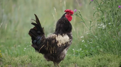 Rustic Rooster Looking at the Camera Stock Footage 60962021