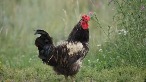 Rustic Rooster Looking at the Camera Foto stock