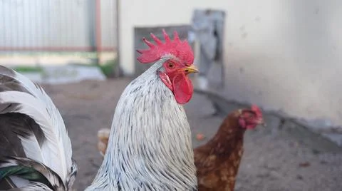 Rustic rooster with a red tuft and white-gray plumage Stock Photos
