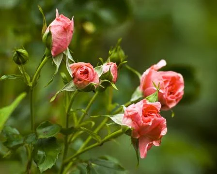 Rustic roses on a green background Stock Photos