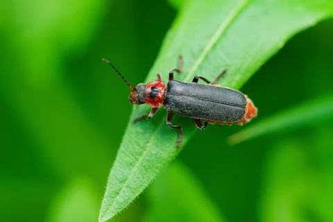 A rustic sailor beetle walkin on a green leaf. Stock Photos