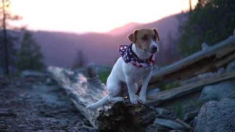 Rustic scene with farm dog on haystack at sunset Stock Footage 92383594