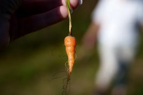 Rustic scene with gardener presenting freshly gathered small carrot Stock Photos
