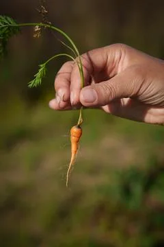 Rustic scene with gardener presenting freshly gathered small carrot Stock Photos