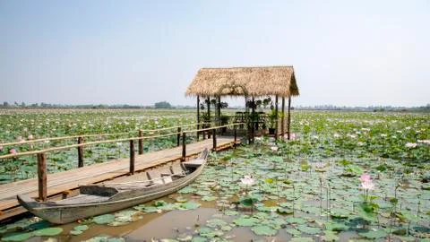 Rustic shack sits in a lake full of lotus flowers.  Stock Photos