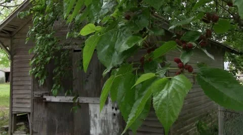 Rustic Shed with tree and berries Video stock 22423512