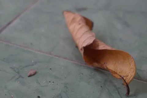 Rustic single crispy dry leaf on the light grey floor background 1 Foto stock
