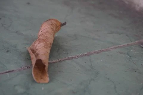 Rustic single crispy dry leaf on the light grey floor background 2 Foto stock