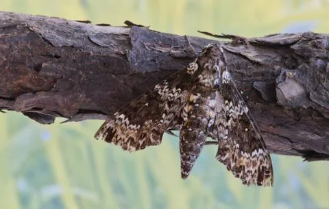 Rustic Sphinx moth on a tree branch. Foto stock
