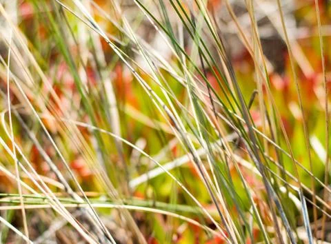 Rustic spring field Stock Photos