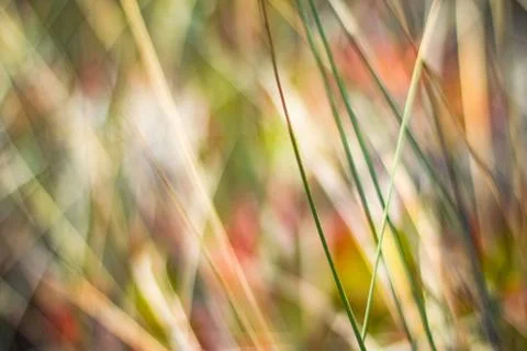 Rustic spring field Stock Photos