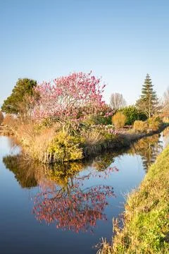 Rustic Spring Scene in a Park at Sunset Stock Photos