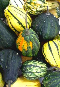 Rustic squash background. Stock Photos