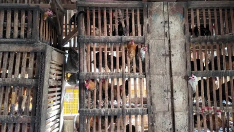 Rustic Stacked Wooden Chicken Cages In Rural Market Stock Footage 345156580