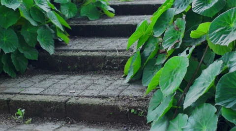 Rustic Steps With Green Plants Dolly Stock Footage 32906795