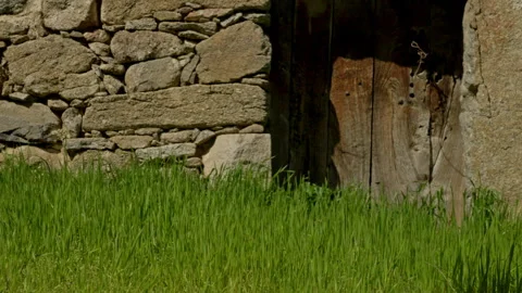 Rustic stone wall and aged wooden door entrance blending with vibrant green.. Stock Footage 335463184