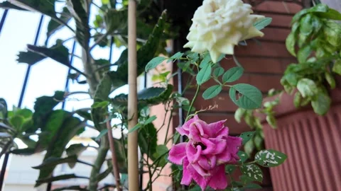 Rustic stone wall backdrop with climbing roses Vídeos de archivo 315078102