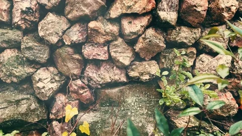 Rustic Stone Wall with Lush Green Plants on a Rain Video stock 338217097