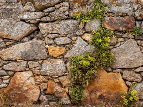 Rustic stone wall with vegetation growing on it Stock Photos