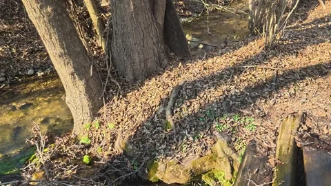 Rustic stream flows through mossy, fallen leaves. Mount Rtanj Area, Serbia Vidéo 331281454