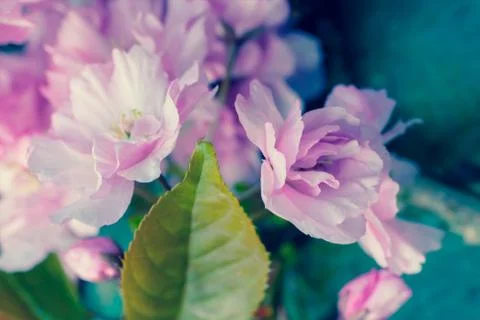 Rustic style Spring background with pink Japanese cherry blossom close up Stock Photos