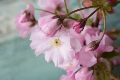 Rustic style Spring background with pink Japanese cherry blossom close up Stock Photos