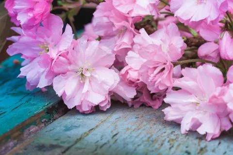 Rustic style Spring background with pink Japanese cherry blossom close up Stock Photos