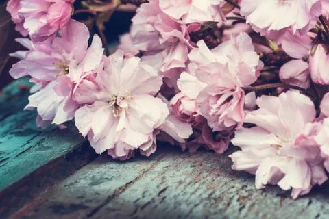Rustic style Spring background with pink Japanese cherry blossom close up Stock Photos