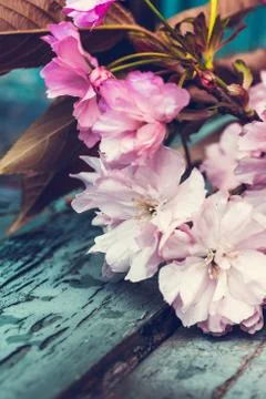 Rustic style Spring background with pink Japanese cherry blossom close up Stock Photos