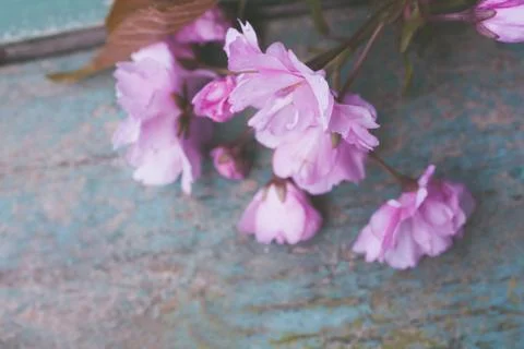 Rustic style Spring background with pink Japanese cherry blossom close up Stock Photos