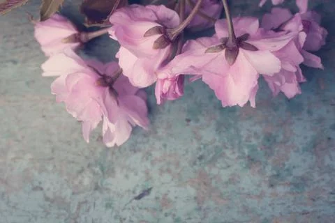 Rustic style Spring background with pink Japanese cherry blossom close up Stock Photos