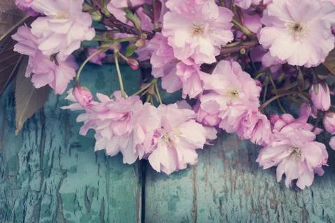 Rustic style Spring background with pink Japanese cherry blossom close up Stock Photos