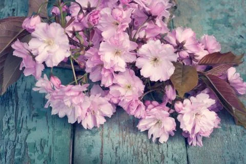 Rustic style Spring background with pink Japanese cherry blossom close up Stock Photos
