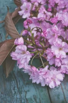 Rustic style Spring background with pink Japanese cherry blossom close up Stock Photos