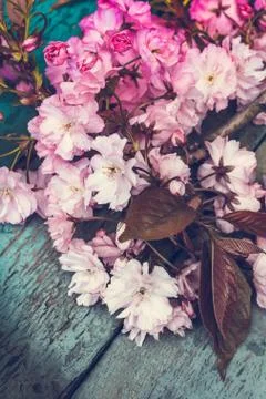 Rustic style Spring background with pink Japanese cherry blossom close up Stock Photos