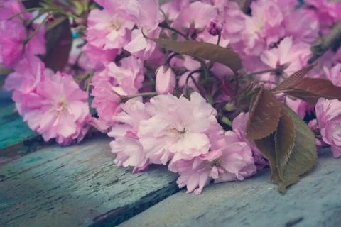 Rustic style Spring background with pink Japanese cherry blossom close up Stock Photos