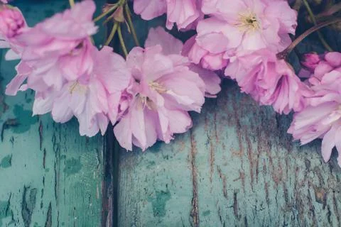 Rustic style Spring background with pink Japanese cherry blossom close up Stock Photos