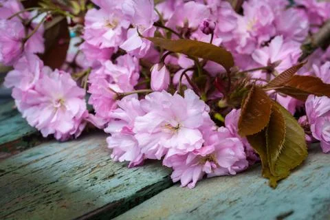 Rustic style Spring background with pink Japanese cherry blossom close up Stock Photos
