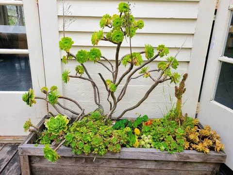 Rustic Succulent Planter Box Against White Wall 스톡 사진