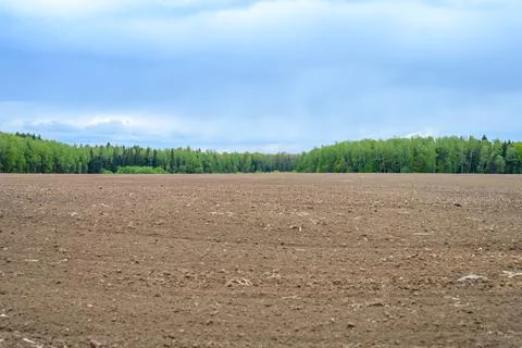 Rustic summer flat landscape. plowed land in a field, a mixed forest of conif Stock Photos
