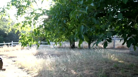 Rustic Sunset Stock Footage 769757