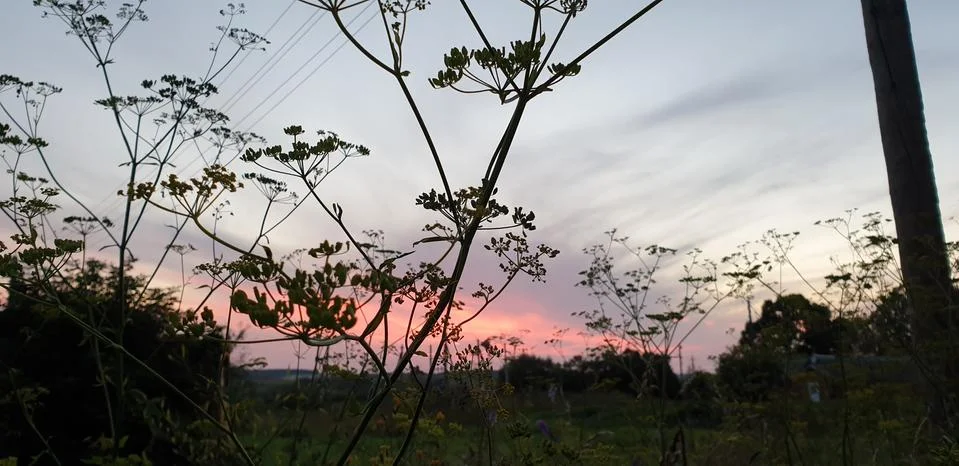 RUSTIC SUNSET IN SUMMER AND GRASS Stock Photos