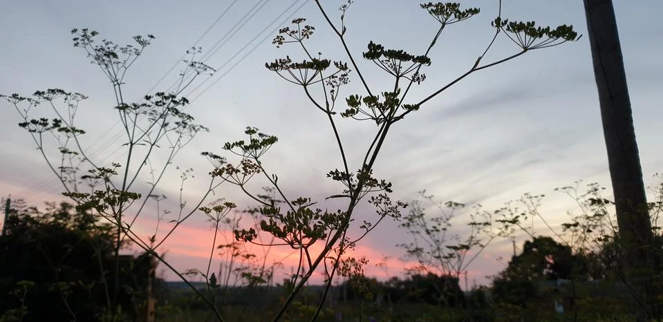 RUSTIC SUNSET IN SUMMER AND GRASS Stock Photos