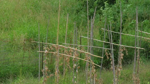 Rustic supports for garden plants growing, made of wooden sticks Stock Footage 305169718