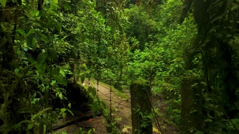 Rustic Suspension Bridge Over Stream in Mindo Cloud Forest Jungle, Ecuador Vídeo Stock 331052750