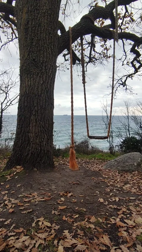 A rustic swing tied to a large tree branch overlooking the ocean. The scene Stock Footage 298040686