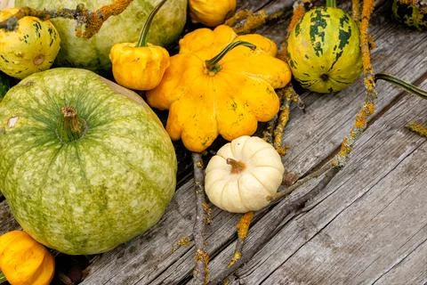 Rustic Table with Green and Yellow Gourds Stock Photos