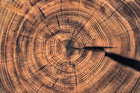 Rustic table with a pattern of annual rings. wood texture cut stump backgroun Foto stock
